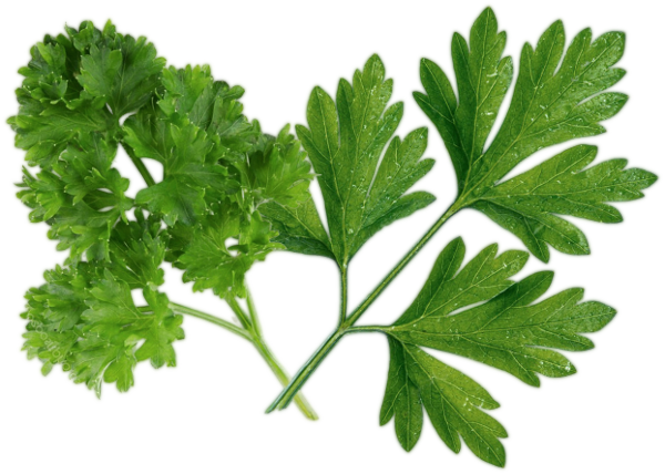 Two Types of Parsley Leaves