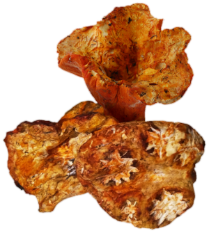 Lobster Mushrooms